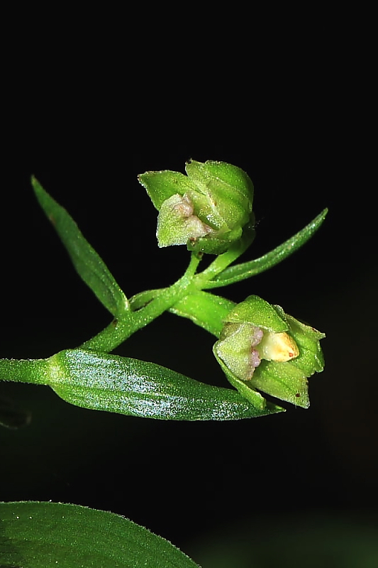 Epipactis exilis (da confermare) in Friuli